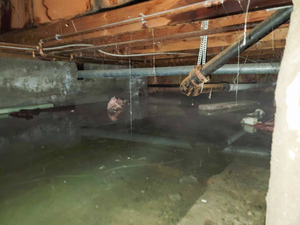 Best Carpet water damage restoration  in Wacousta, MI