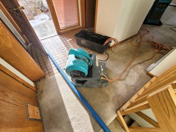 Best Mold removal after water damage  in Wacousta, MI