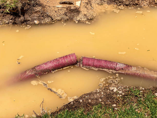 Best Carpet water damage restoration  in Wacousta, MI